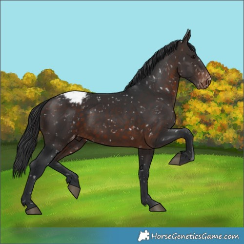 Horse Color:Brown Snowflake Varnish