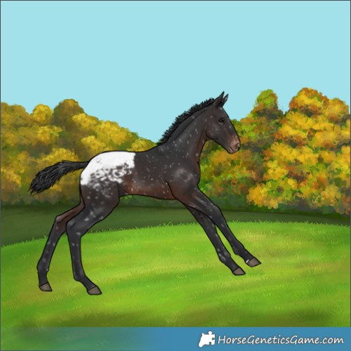 Horse Color:Brown Appaloosa 