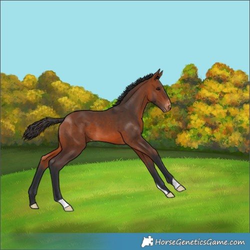 Horse Color:Bay Varnish 
