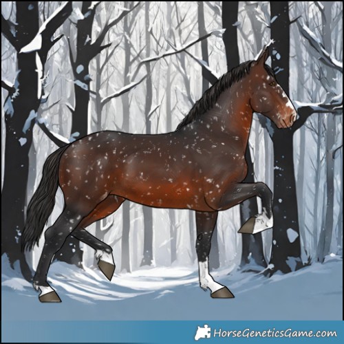 Horse Color:Brown Appaloosa
