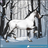 Horse Color:Brown Appaloosa 