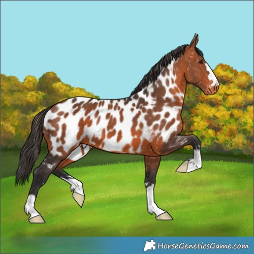 Horse Color:Bay Near Leopard 