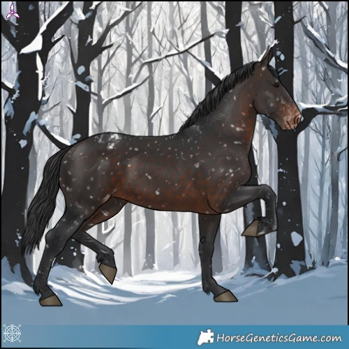 Horse Color:Brown Appaloosa
