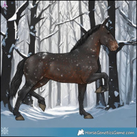 Horse Color:Brown Appaloosa 