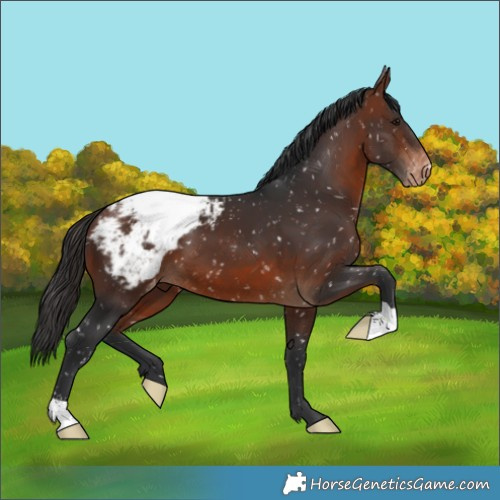 Horse Color:Bay Snowcap 