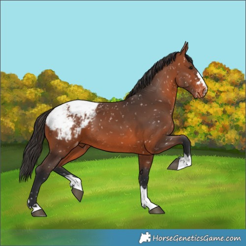 Horse Color:Bay Snowcap 