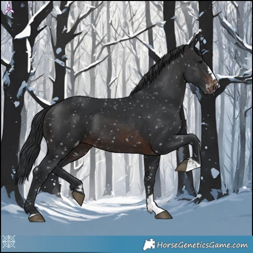 Horse Color:Brown Appaloosa 