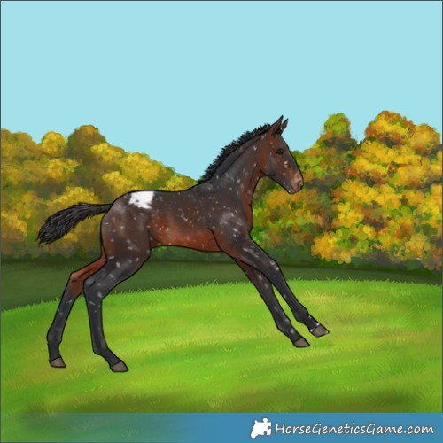 Horse Color:Brown Appaloosa 