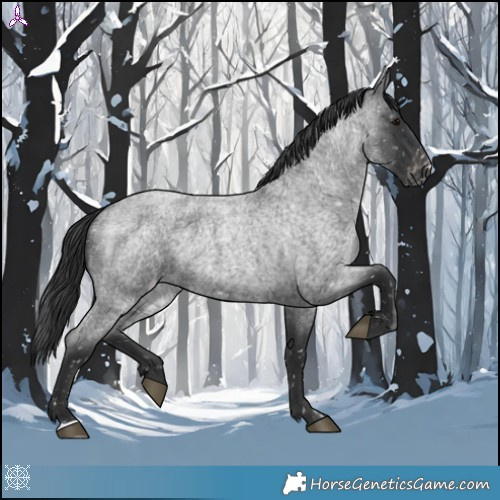 Horse Color:Blue Roan Appaloosa