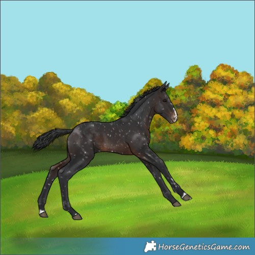Horse Color:Brown Snowflake Varnish