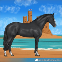 Horse Color:Black 