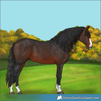 Horse Color:Brown 