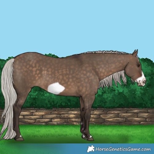 Horse Color:Silver Brown Dun Frame 