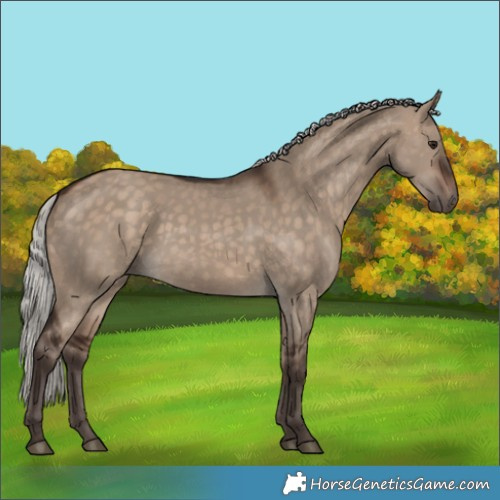 Horse Color:Silver Brown Dun 