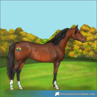 Horse Color:Bay Rabicano 