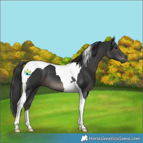 Horse Color:Black Tobiano 