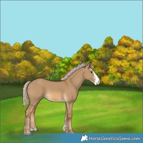 Horse Color:Chocolate Palomino Dun Sabino Rabicano 