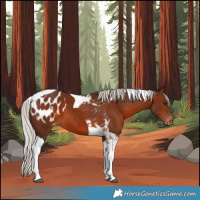 Horse Color:Silver Bay Tobiano Blanket 