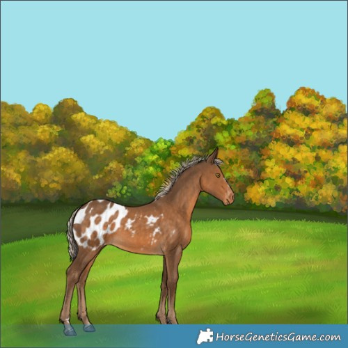 Horse Color:Chocolate Palomino Appaloosa 