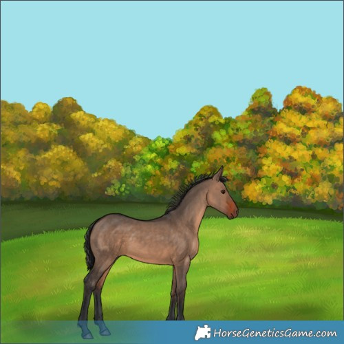 Horse Color:White Spotted Brown Dun 