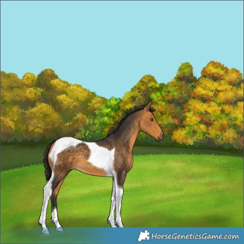 Horse Color:Buckskin Tobiano 