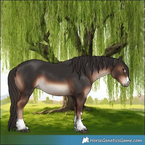 Horse Color:Liver Chestnut Rabicano 