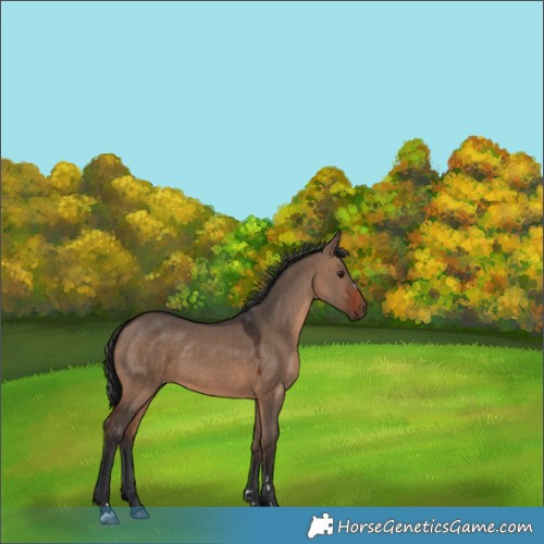 Horse Color:Brown Dun 