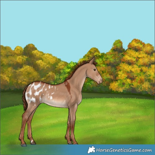 Horse Color:Red Dun Appaloosa Rabicano 