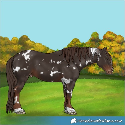 Horse Color:White Spotted Liver Chestnut Varnish 