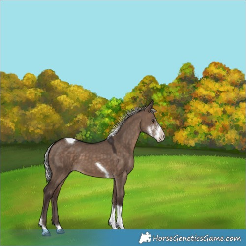 Horse Color:Silver Brown Dun Sabino Tobiano 
