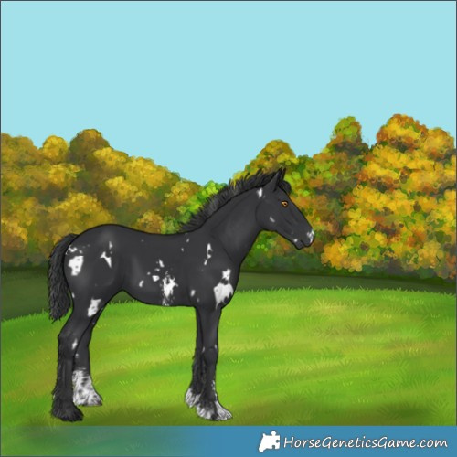 Horse Color:White Spotted Black Sabino 