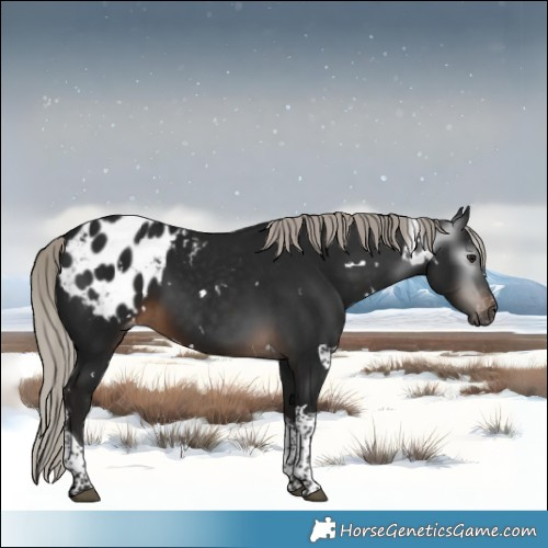 Horse Color:Gray White Spotted Silver Brown Tobiano Appaloosa 