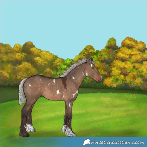 Horse Color:White Spotted Silver Brown Dun Sabino 