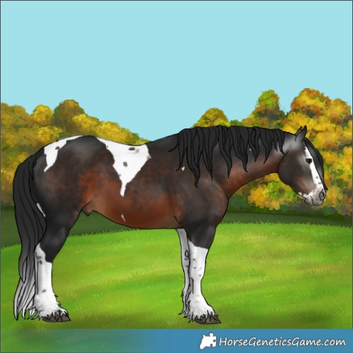 Horse Color:Gray Brown Splash Tobiano 