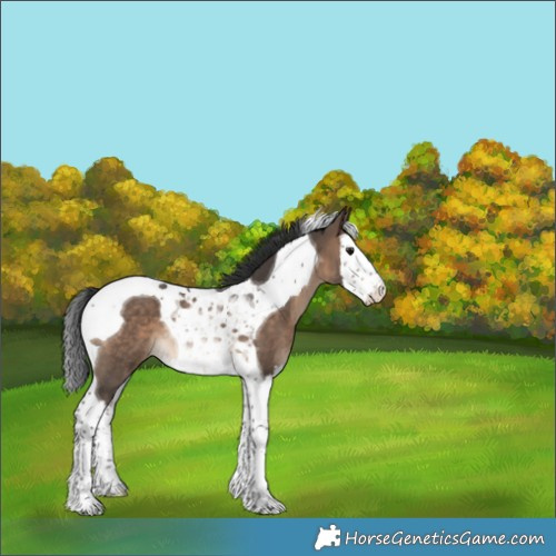 Horse Color:Brown Dun Splash Tobiano Rabicano 