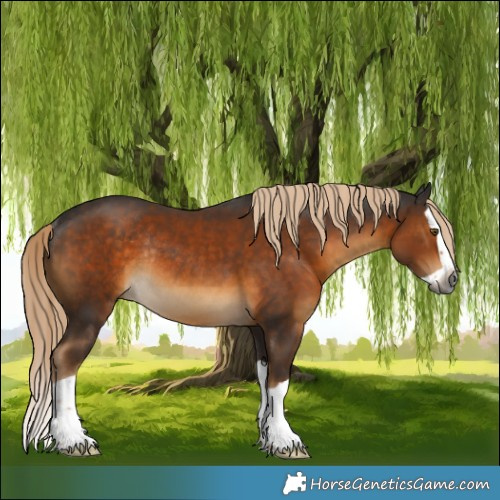 Horse Color:Gray Chocolate Palomino Splash Rabicano 