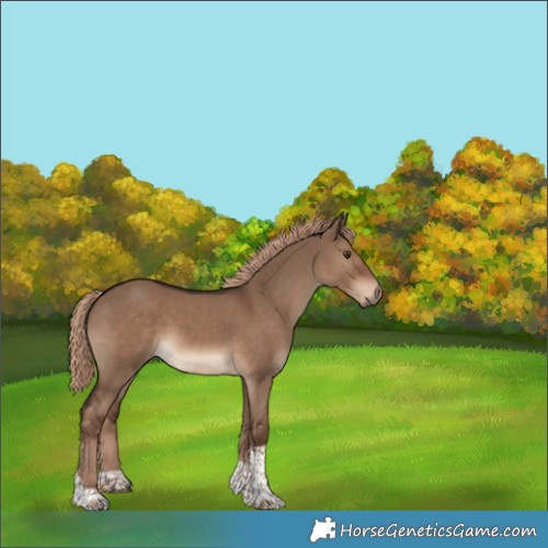 Horse Color:Liver Red Dun Tobiano Rabicano 