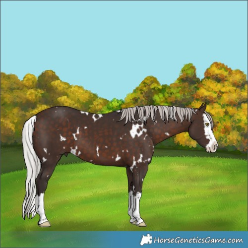 Horse Color:White Spotted Silver Brown Splash 