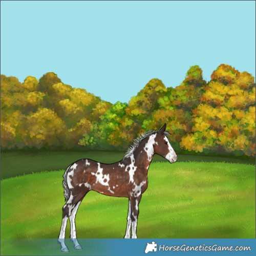 Horse Color:White Spotted Silver Brown Splash Rabicano 