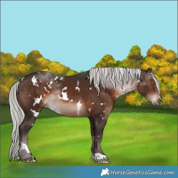 Horse Color:White Spotted Silver Brown