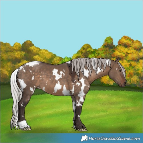Horse Color:White Spotted Silver Brown Dun 