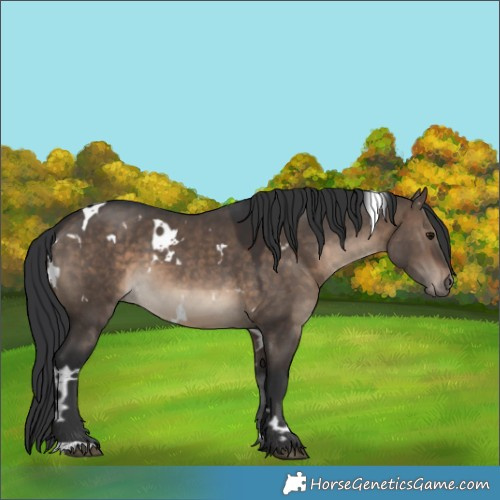 Horse Color:White Spotted Brown Dun 