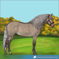 Horse Color:Silver Brown Dun 