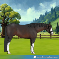 Horse Color:White Spotted Brown 