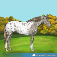 Horse Color:White Spotted Buckskin Ice Pearl Tobiano Blanket Rabicano