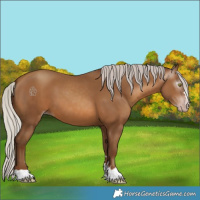 Horse Color:Gray Silver Sable Champagne 