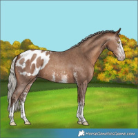 Horse Color:Gray White Spotted Silver Sable Champagne Appaloosa 
