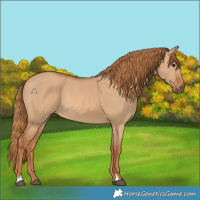 Horse Color:Red Dun 