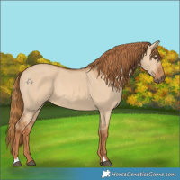 Horse Color:Red Dun