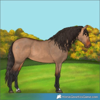 Horse Color:Bay Dun